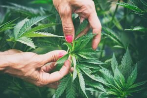 manos sosteniendo plantas de cannabis verdes